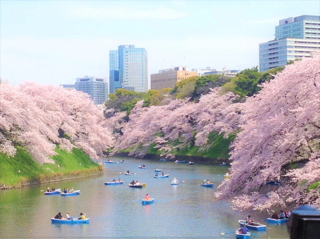 Cherry Blossom Promenade - iROTA Sumida River by JA6WJL